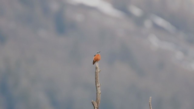 Rufous-tailed Rock-Thrush - ML339713651