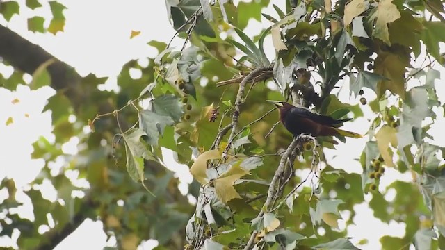 Chestnut-headed Oropendola - ML339713731