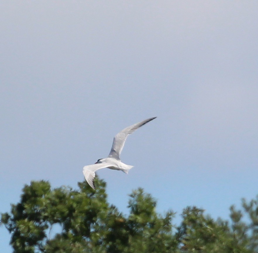 Caspian Tern - ML33971421