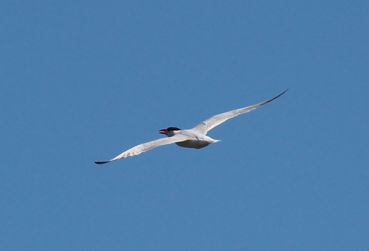 Caspian Tern - ML33971431