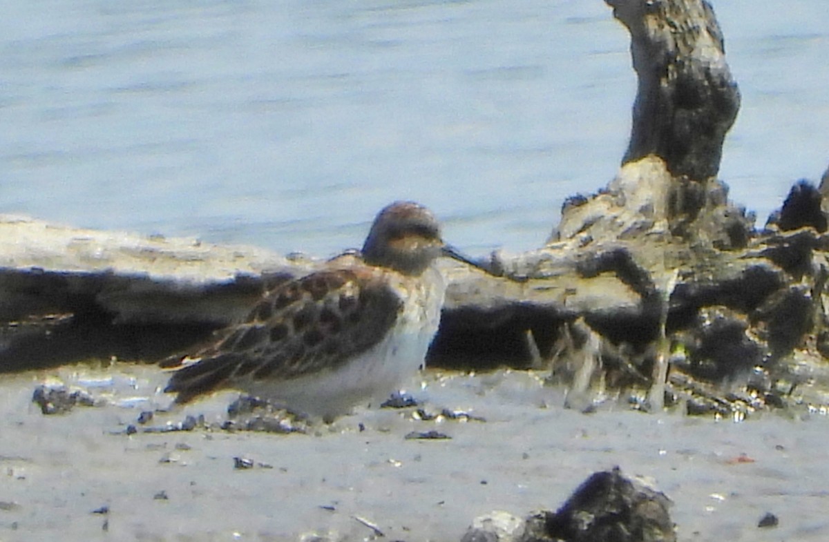 White-rumped Sandpiper - ML339715681