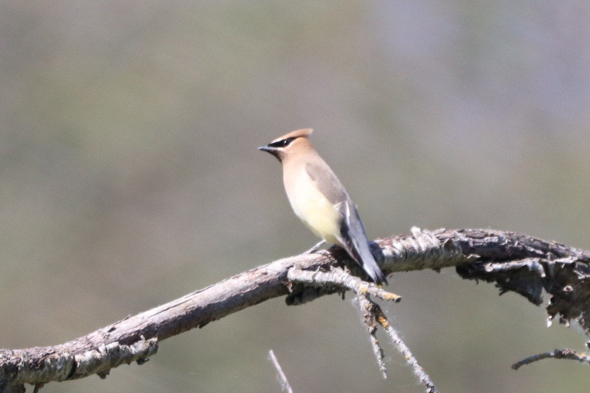 Cedar Waxwing - ML339716521