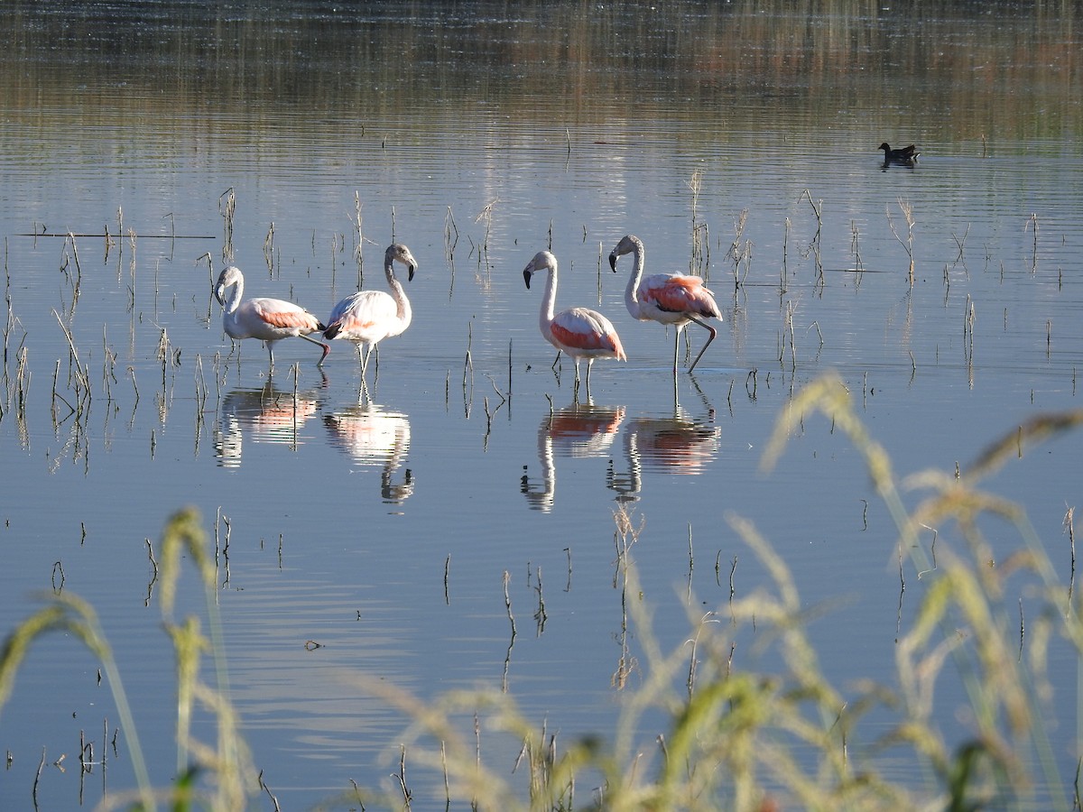 Şili Flamingosu - ML339716571