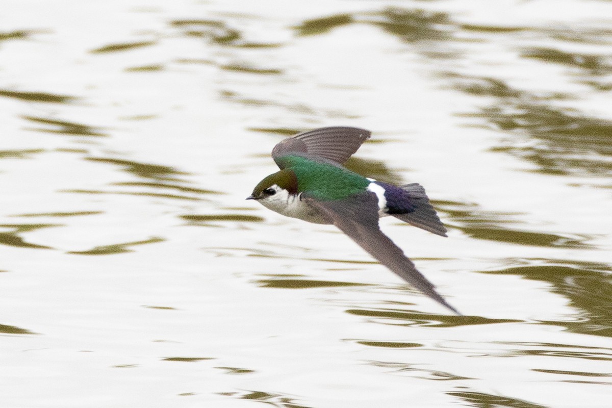 Violet-green Swallow - Fred Hochstaedter