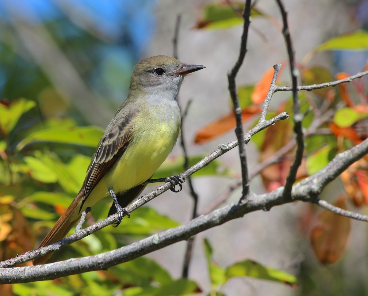 Great Crested Flycatcher - ML33971781