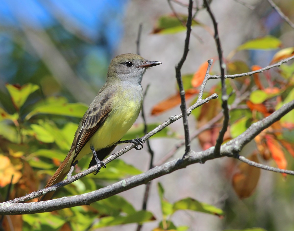 Great Crested Flycatcher - ML33971801