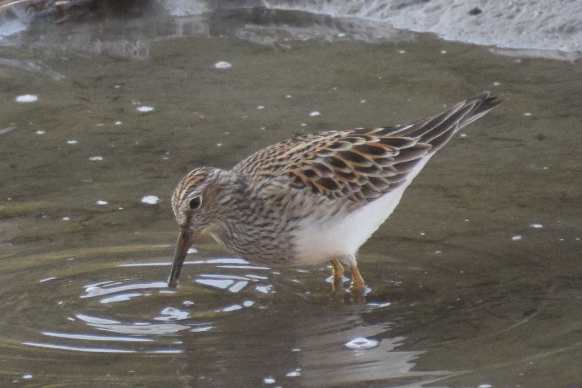 Pectoral Sandpiper - ML339718031