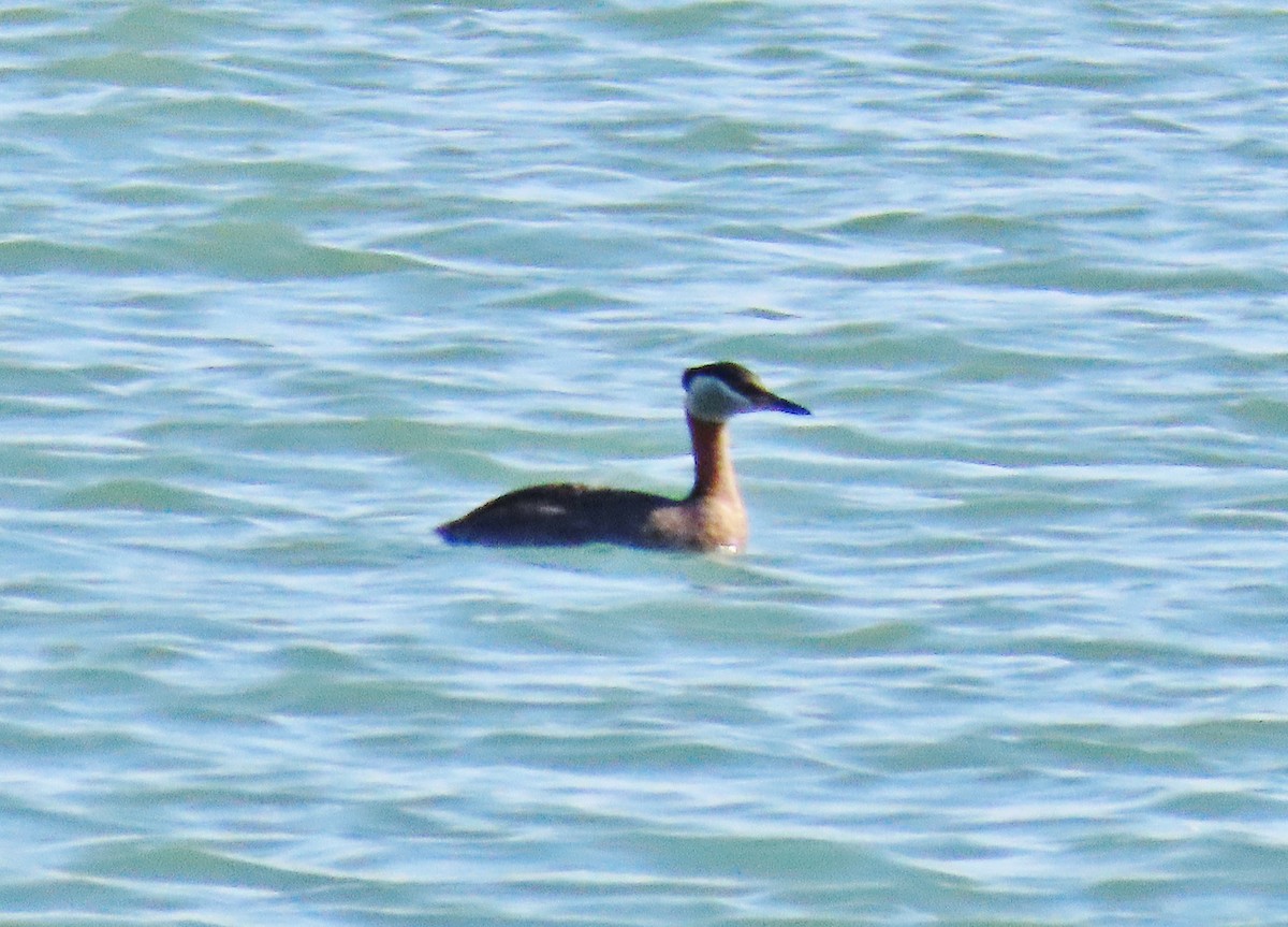 Red-necked Grebe - ML339718831