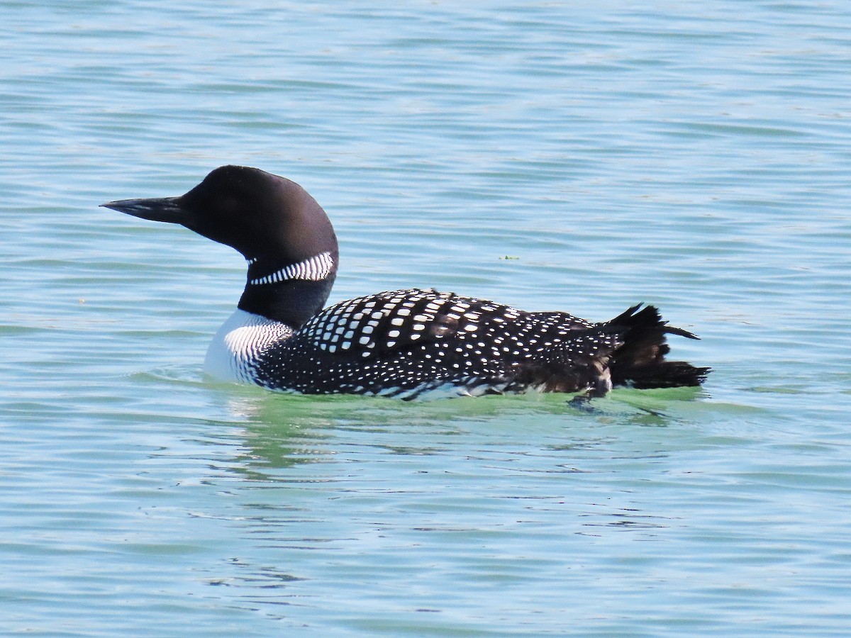 Common Loon - ML339719491