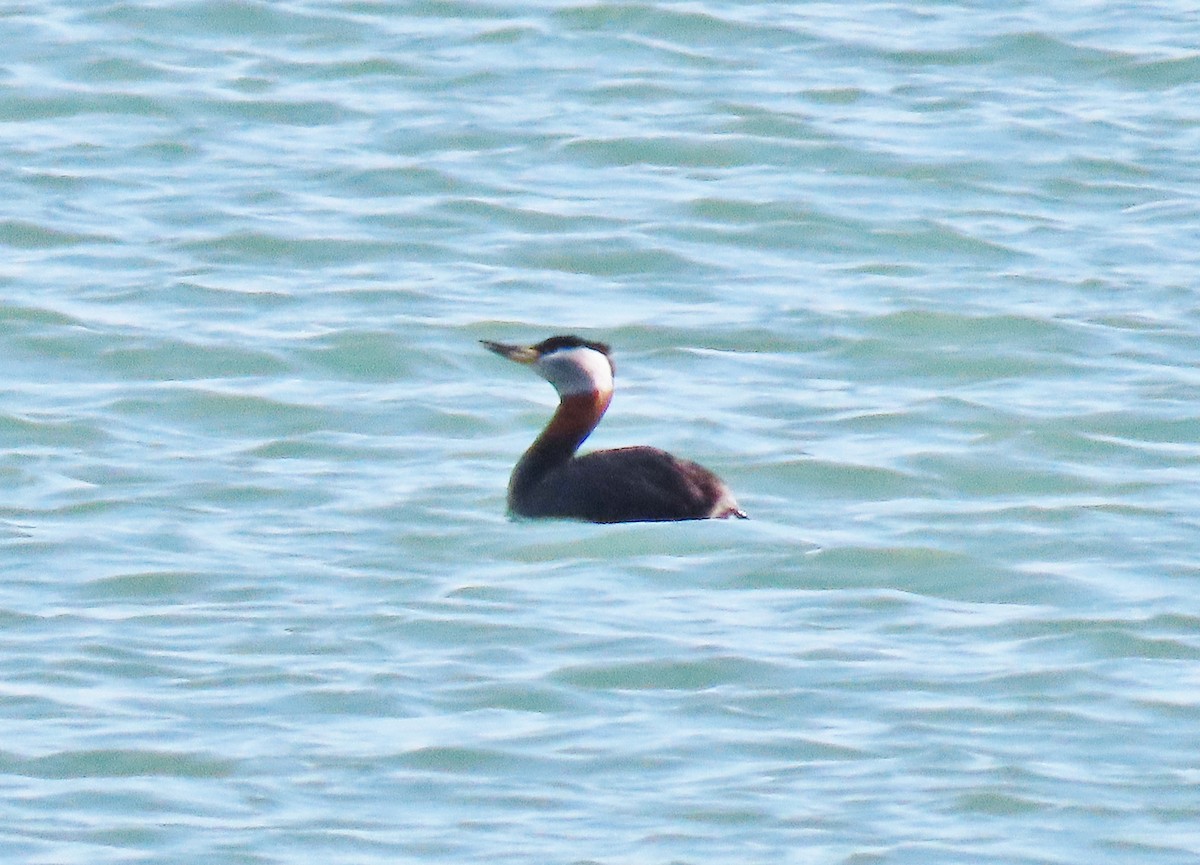 Red-necked Grebe - ML339719541