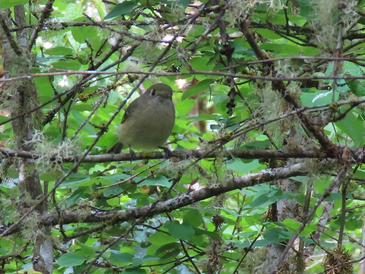 Hutton's Vireo - Joan Baker