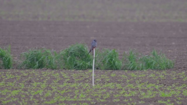 Red-footed Falcon - ML339719841