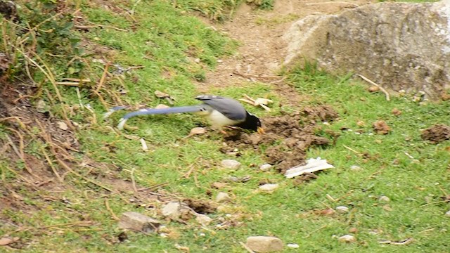 Yellow-billed Blue-Magpie - ML339719871