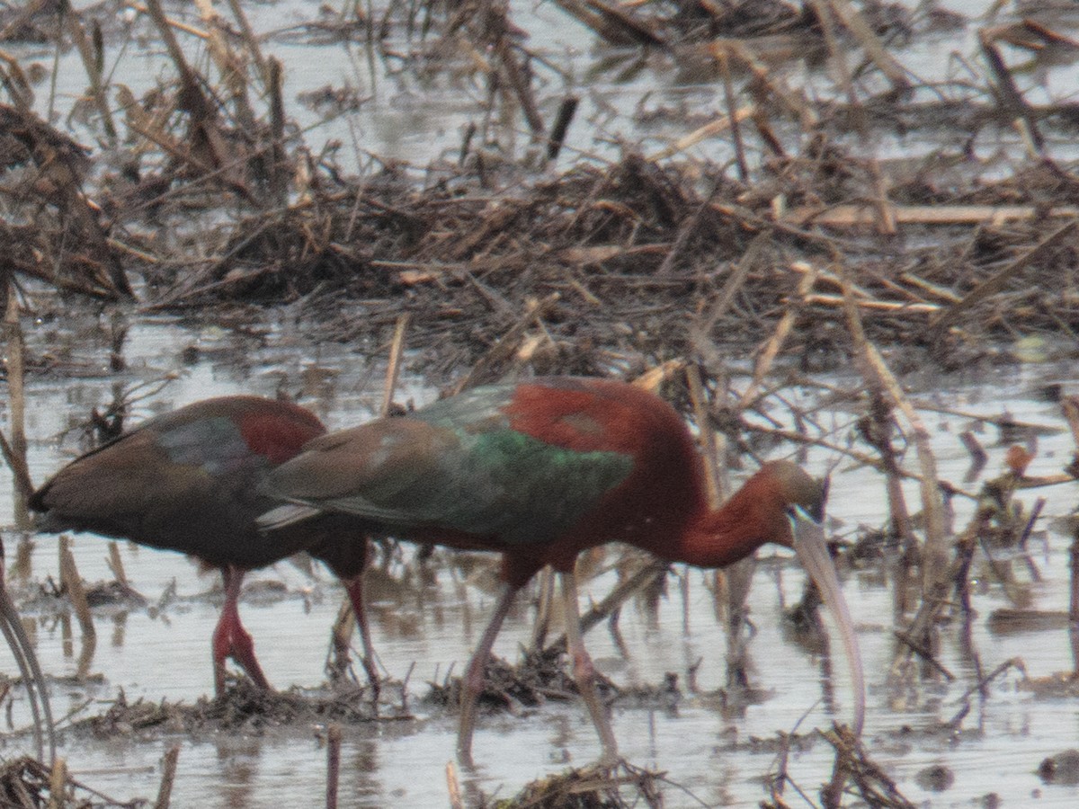 Glossy Ibis - ML339720851