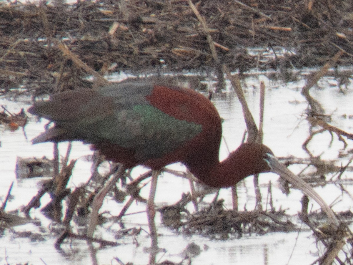 Glossy Ibis - ML339720871