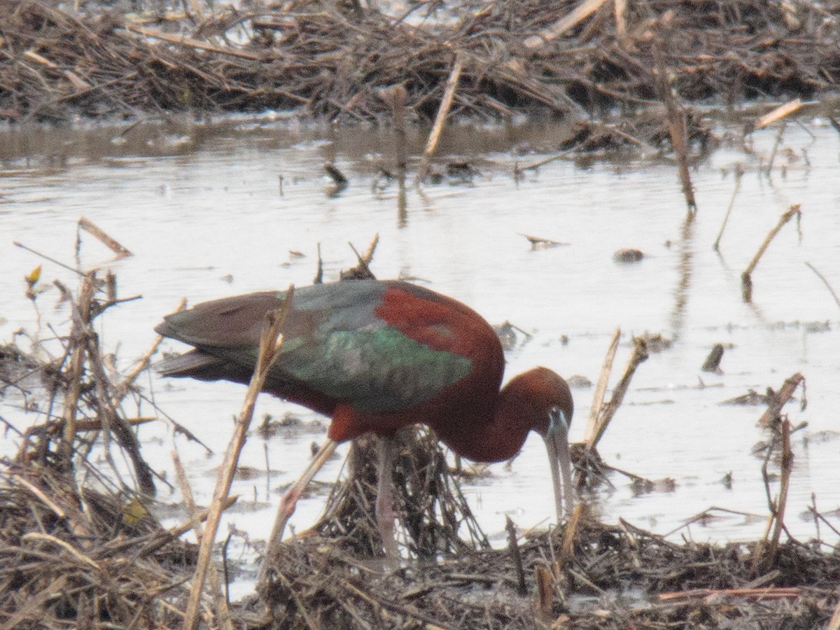 Glossy Ibis - ML339721051