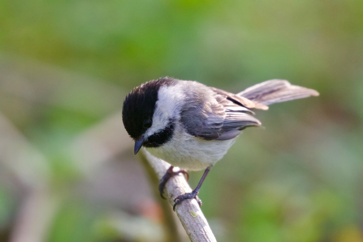 Black-capped Chickadee - ML339721101