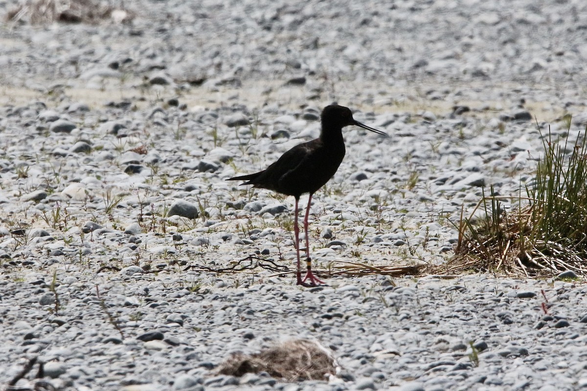 Black Stilt - ML339722041