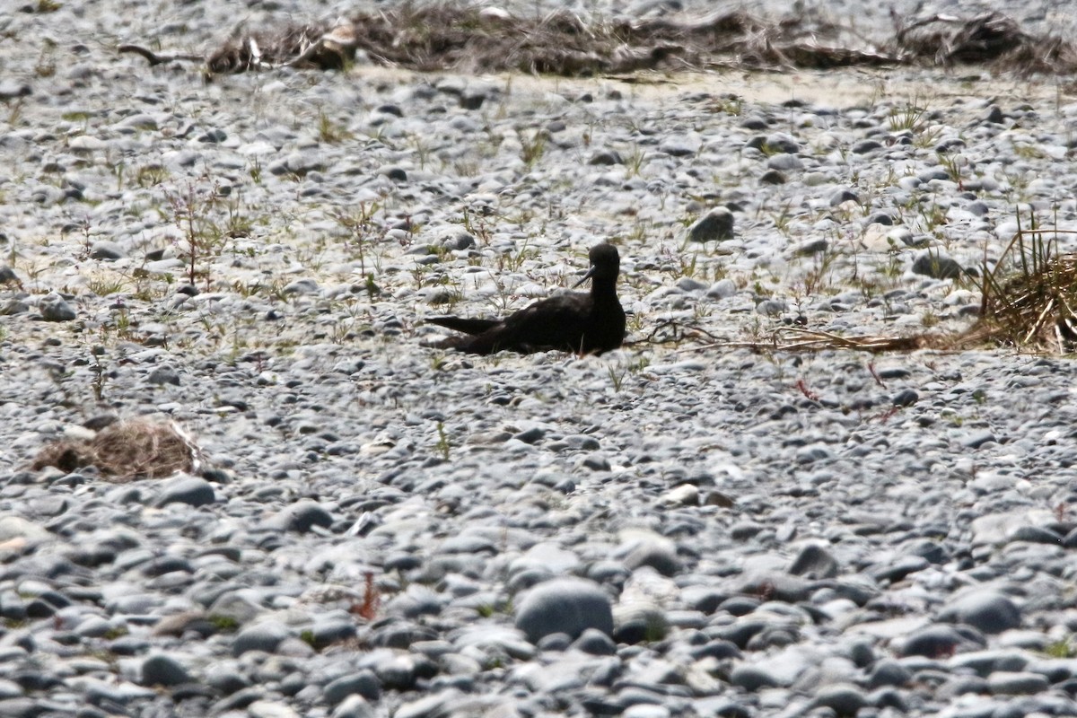 Black Stilt - Pauline and Ray Priest