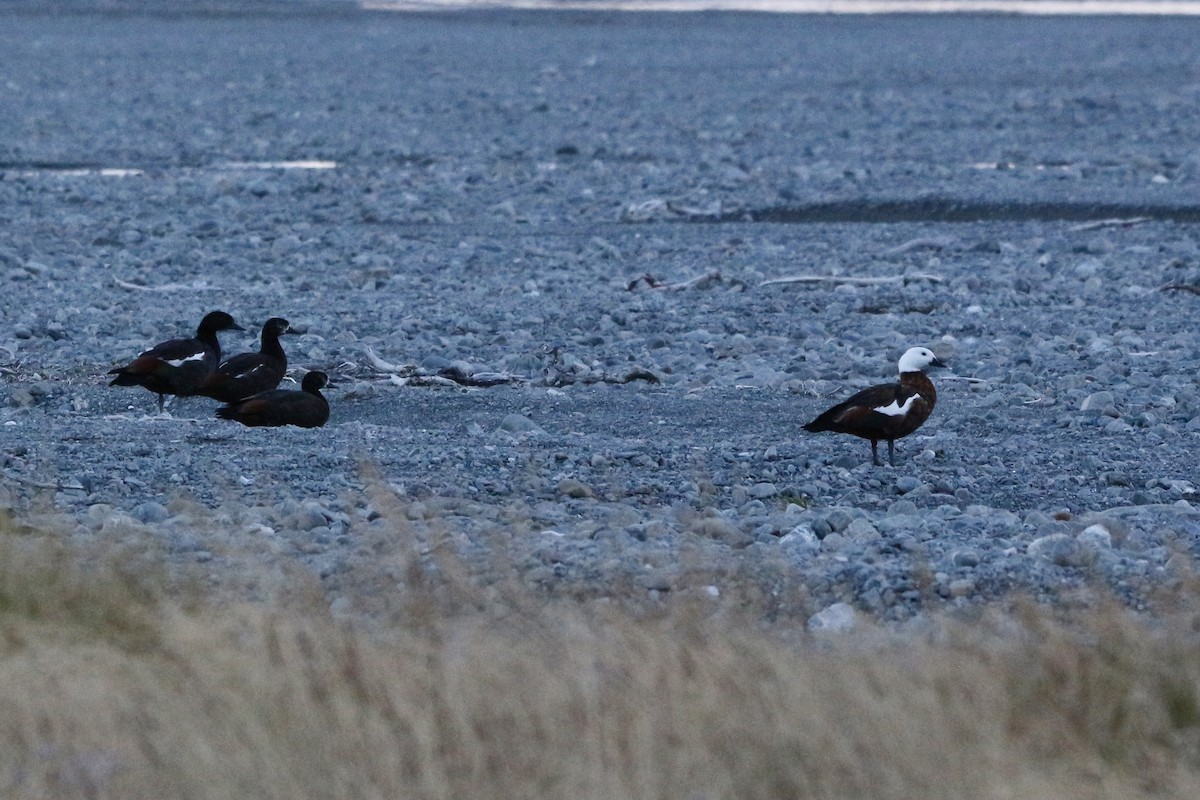 Paradise Shelduck - ML339722661