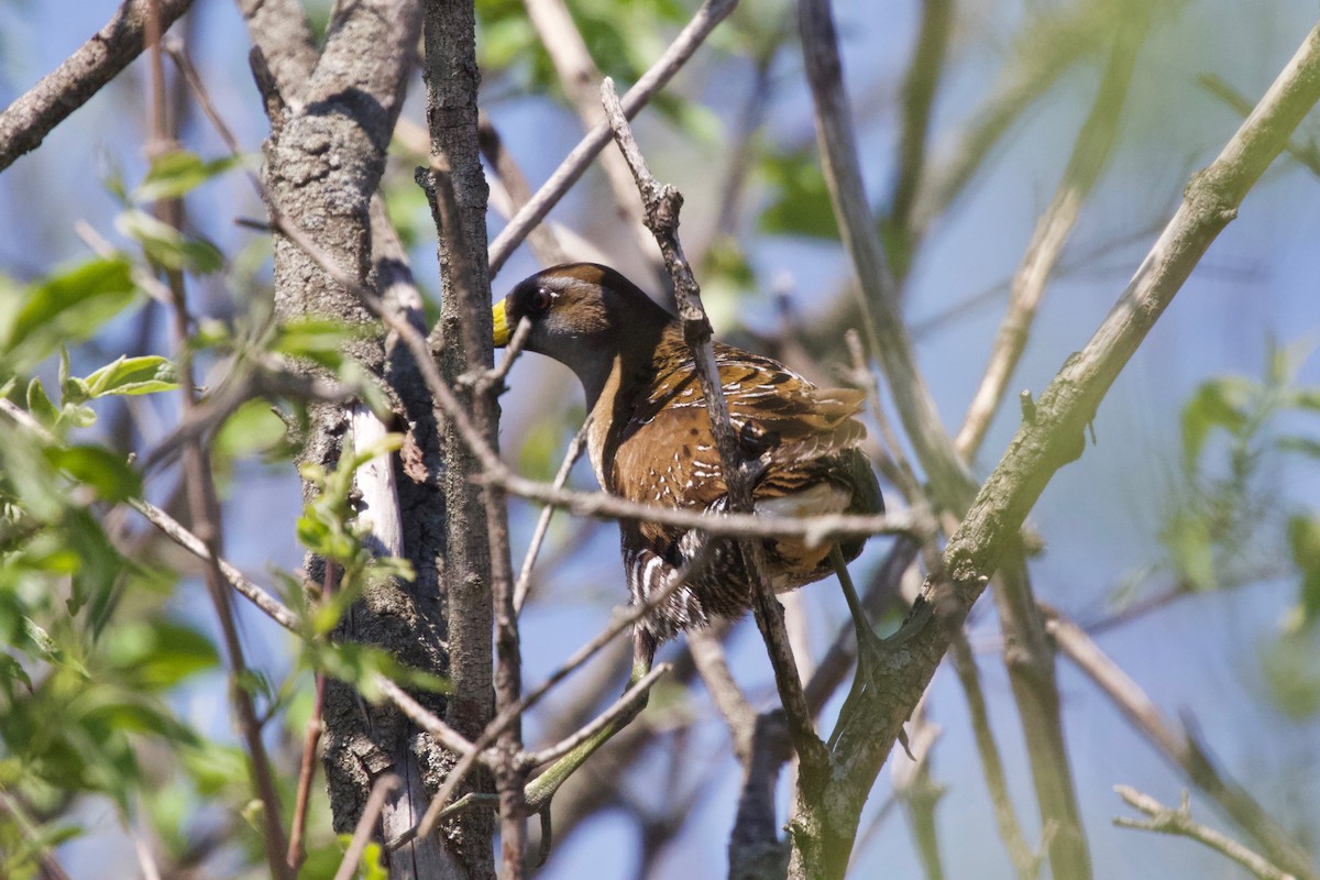 Polluela Sora - ML339722691