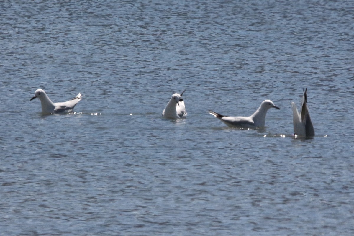 Black-billed Gull - ML339722841