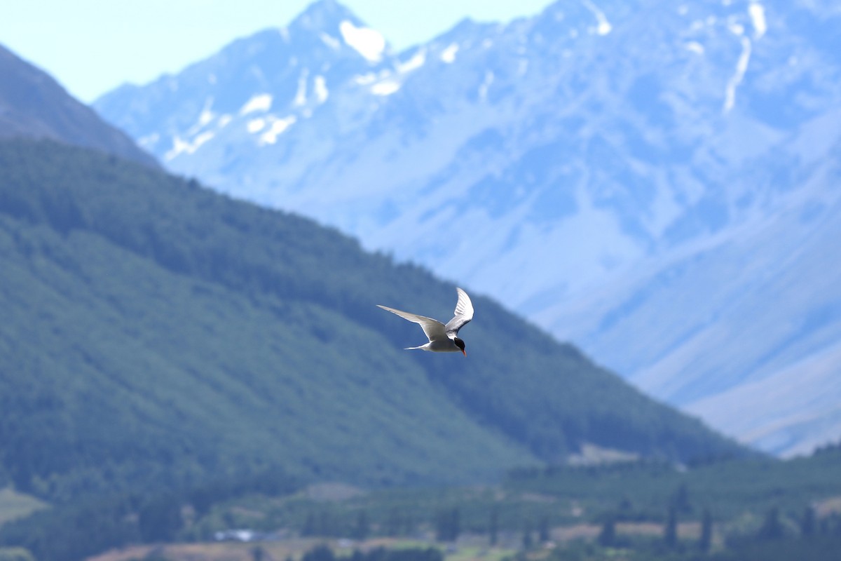 Black-fronted Tern - ML339723071