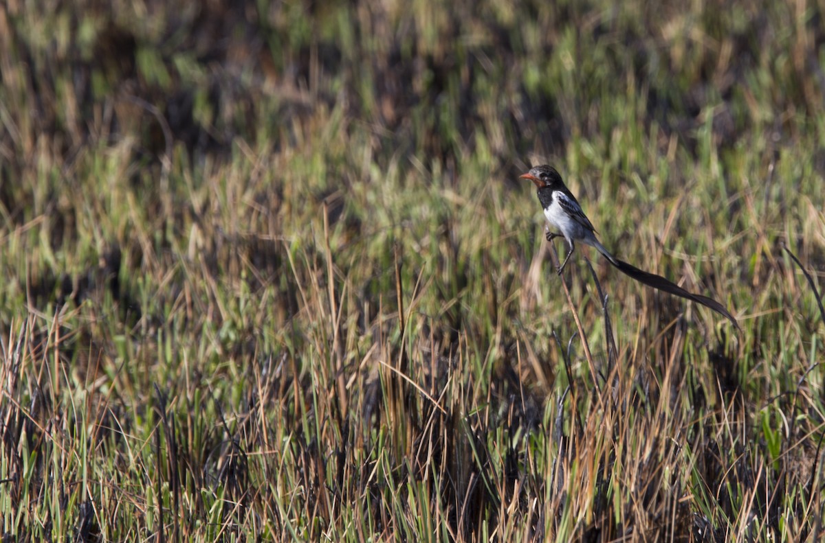 Strange-tailed Tyrant - ML33972401