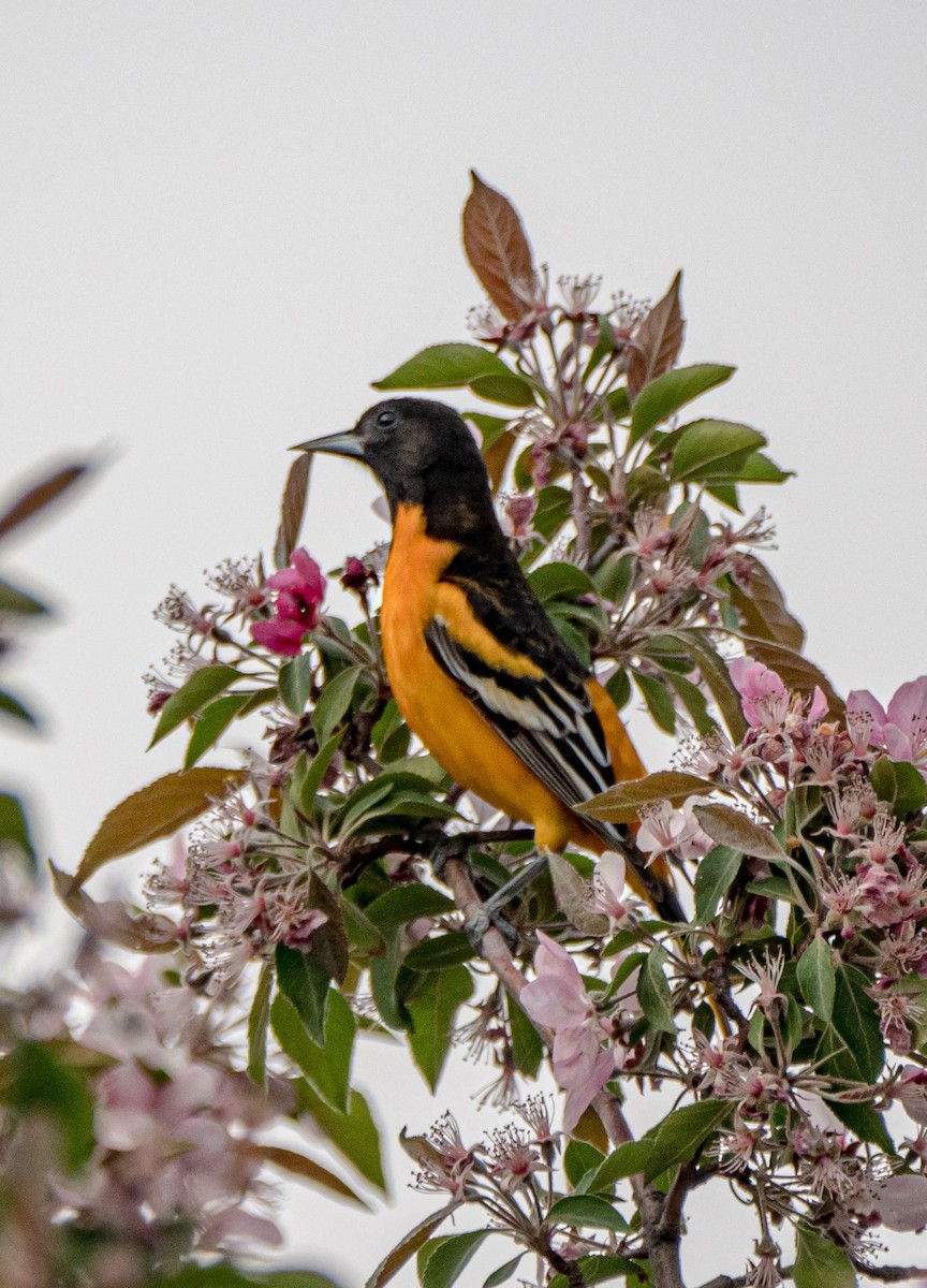 Baltimore Oriole - ML339724951