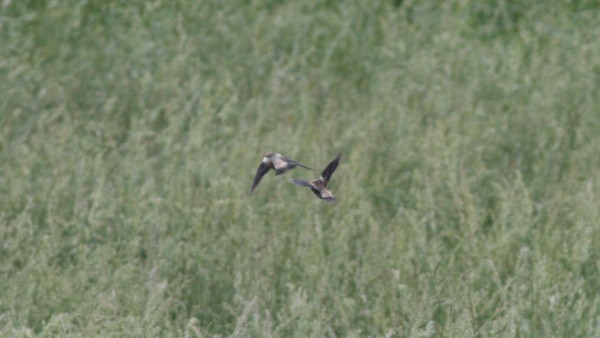 bobolink americký - ML33972521