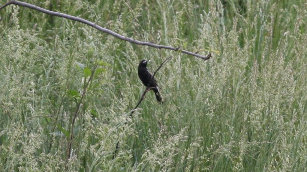 bobolink americký - ML33972531