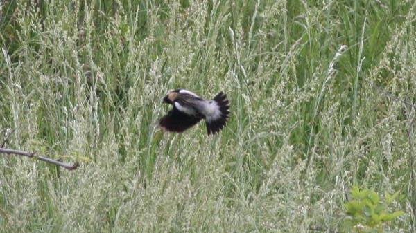 bobolink americký - ML33972541