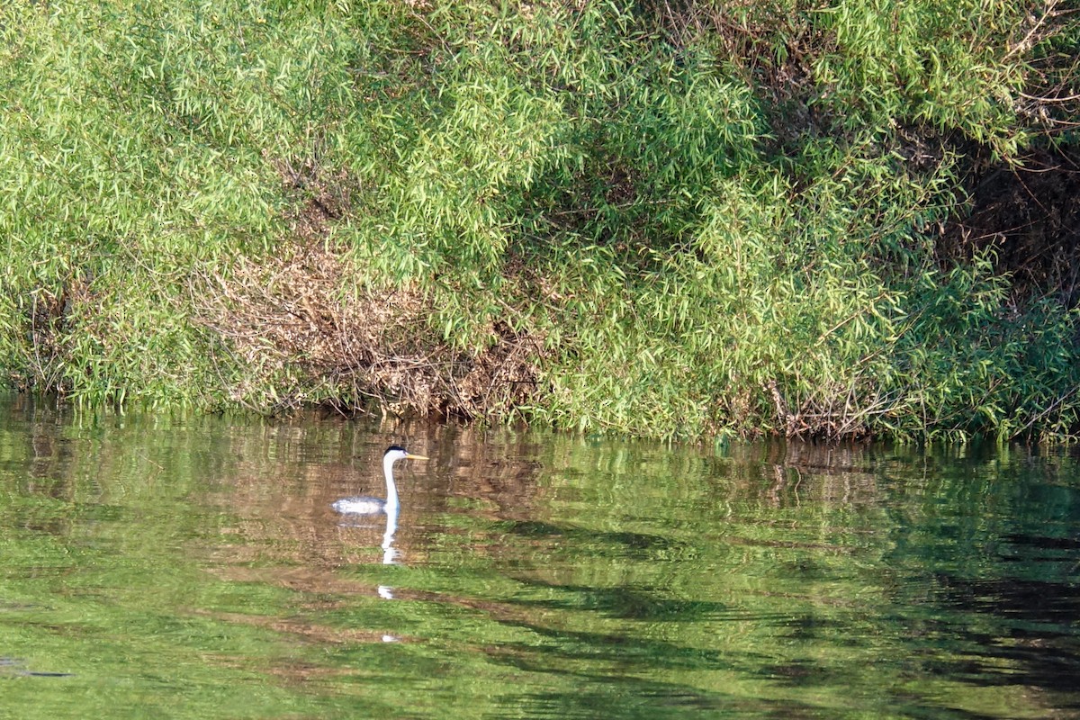 Clark's Grebe - ML339728041