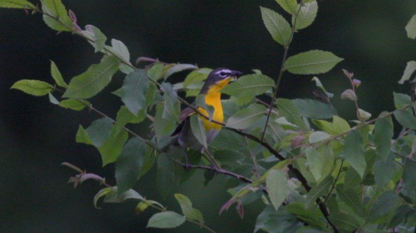 Yellow-breasted Chat - Nate Swick