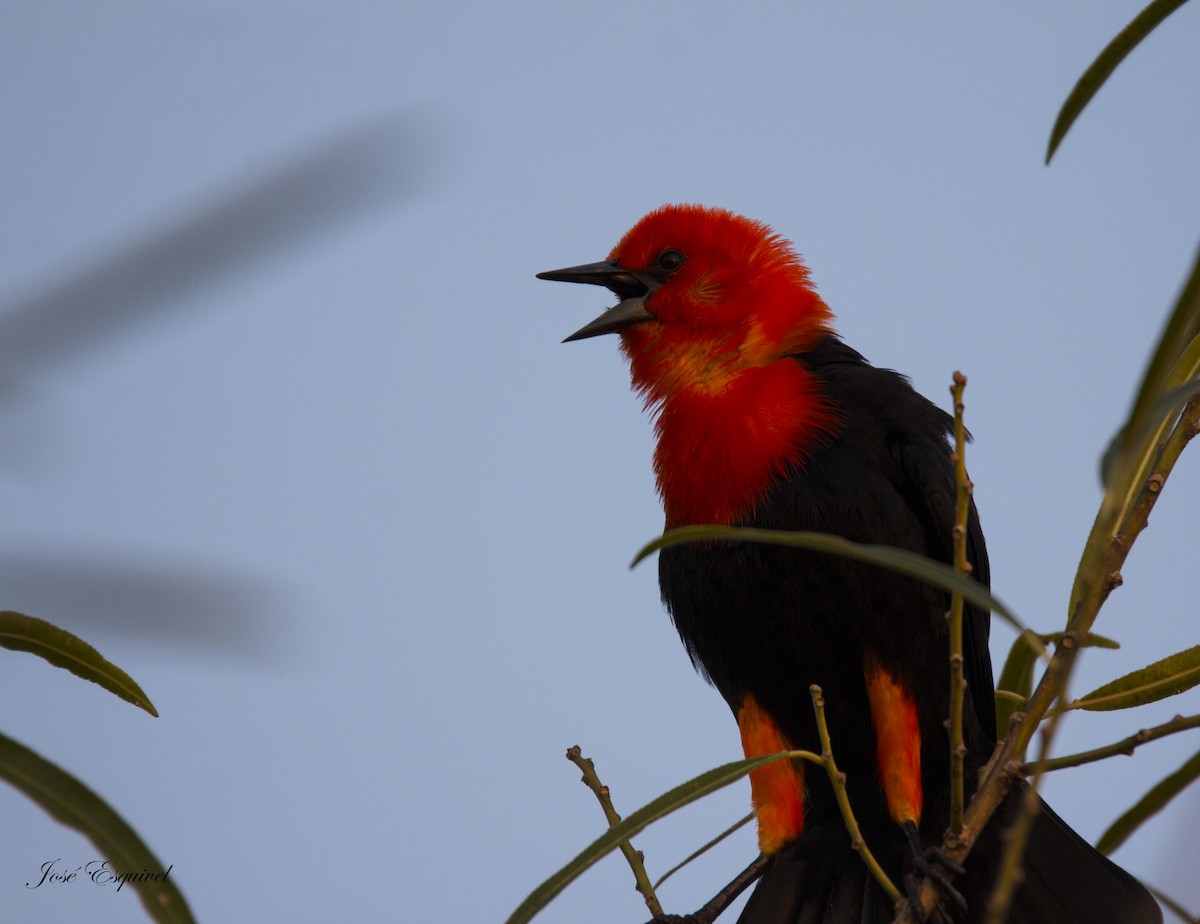 Scarlet-headed Blackbird - ML33973161