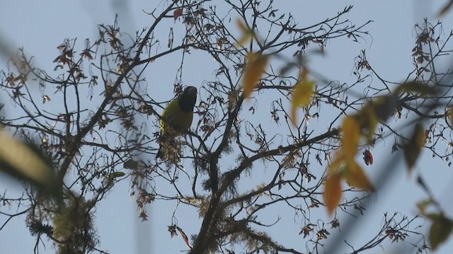 Spot-winged Grosbeak - ML339732121