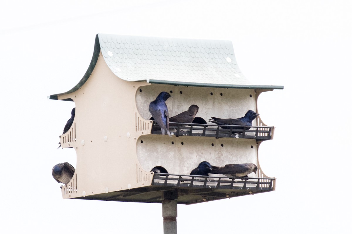 Purple Martin - Garrett Lau