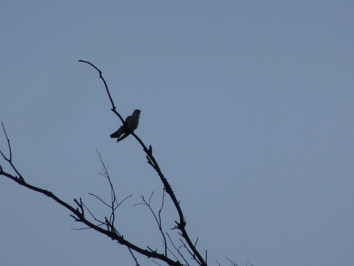 Common Cuckoo - ML339739101
