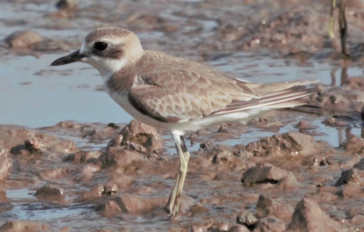 Greater Sand-Plover - Parthasarathy Gopalan