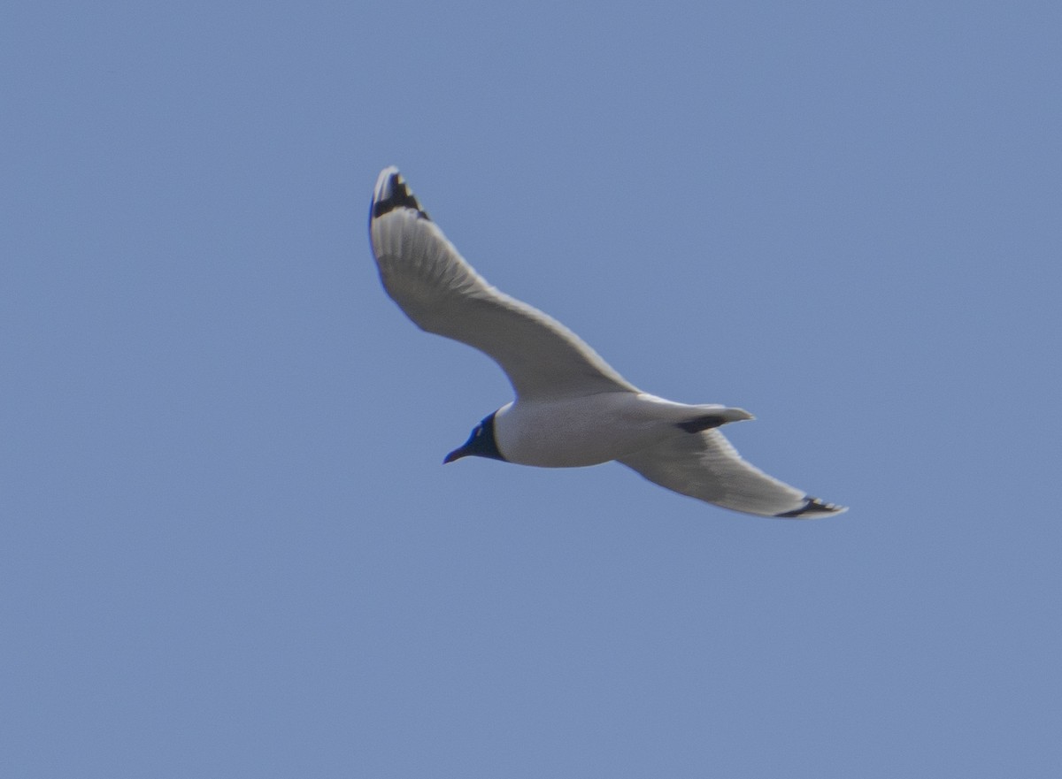 Franklin's Gull - ML339740091