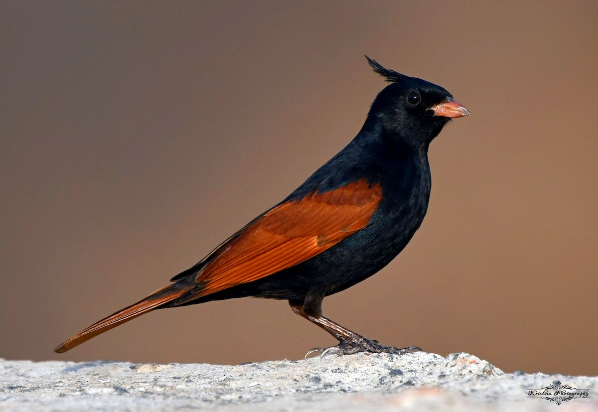 Crested Bunting - Pradyumna Majumdar