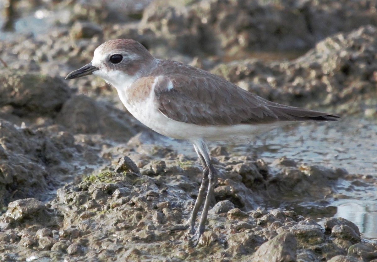 Tibetan Sand-Plover - Parthasarathy Gopalan