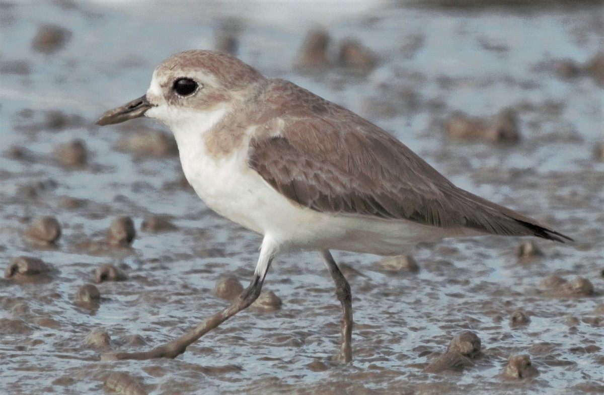 Tibetan Sand-Plover - ML339743971