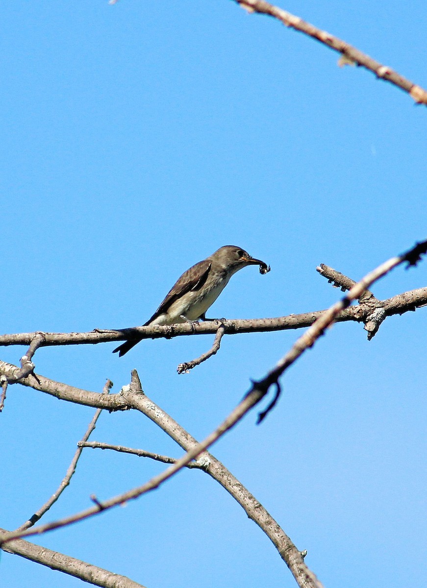 Olive-sided Flycatcher - John  Cameron