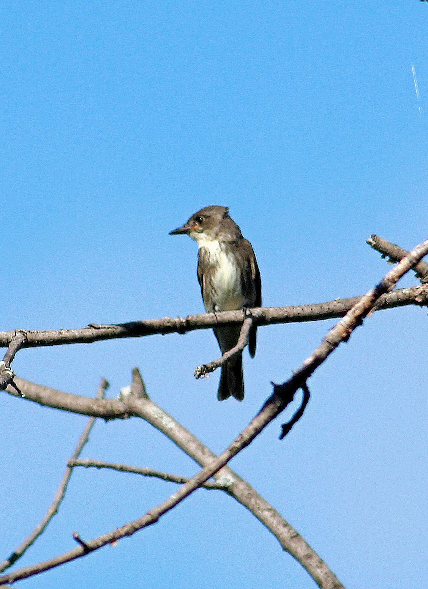 Olive-sided Flycatcher - ML33974471