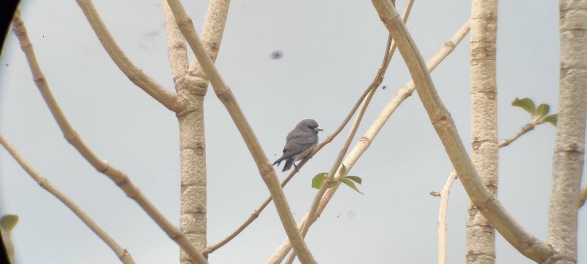Ashy Woodswallow - ML339746051