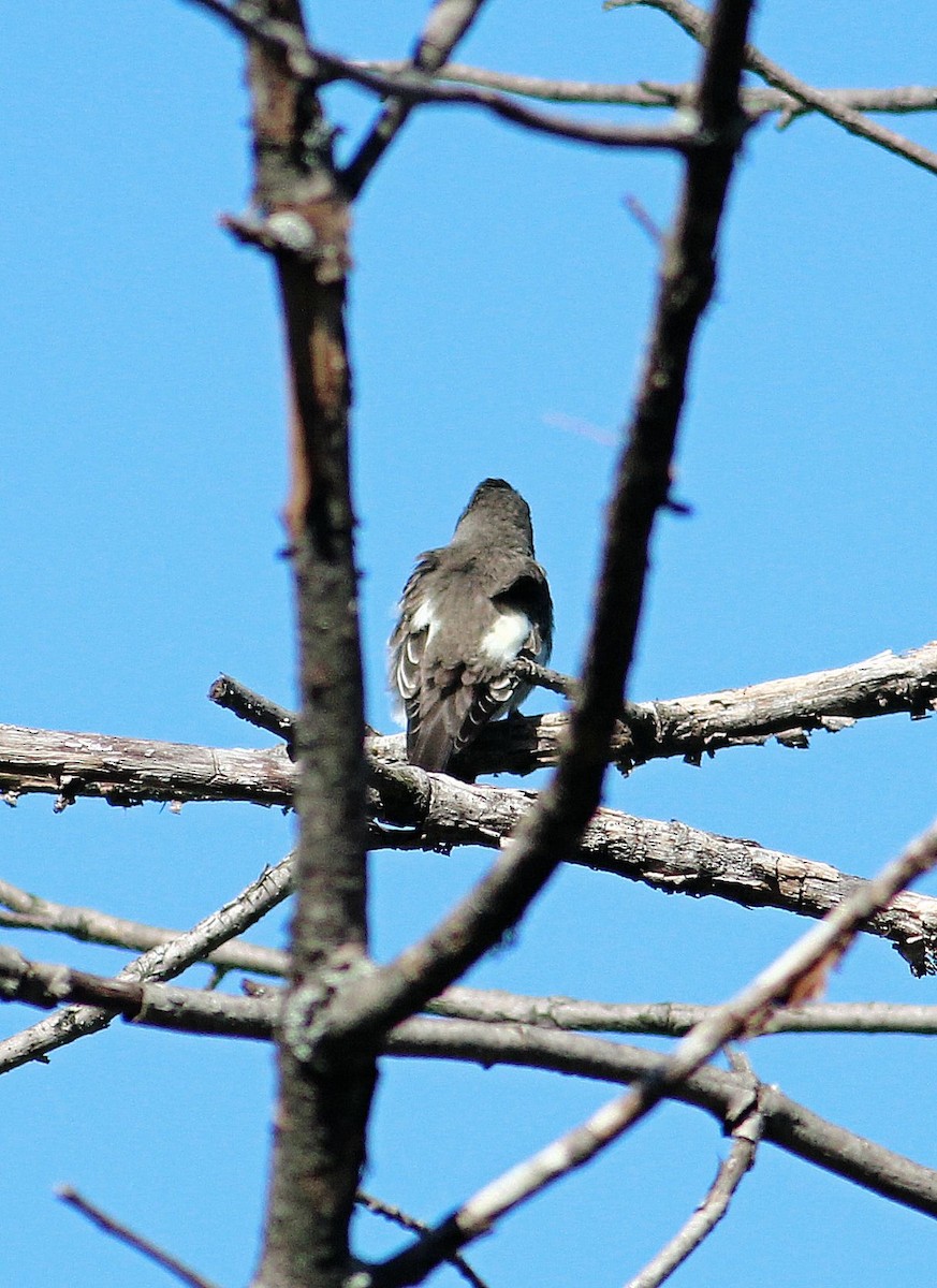 Olive-sided Flycatcher - ML33974641