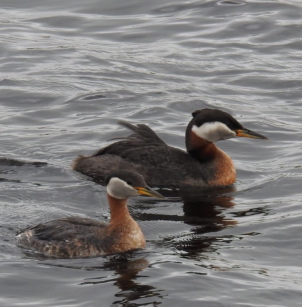 Red-necked Grebe - Tim Ray