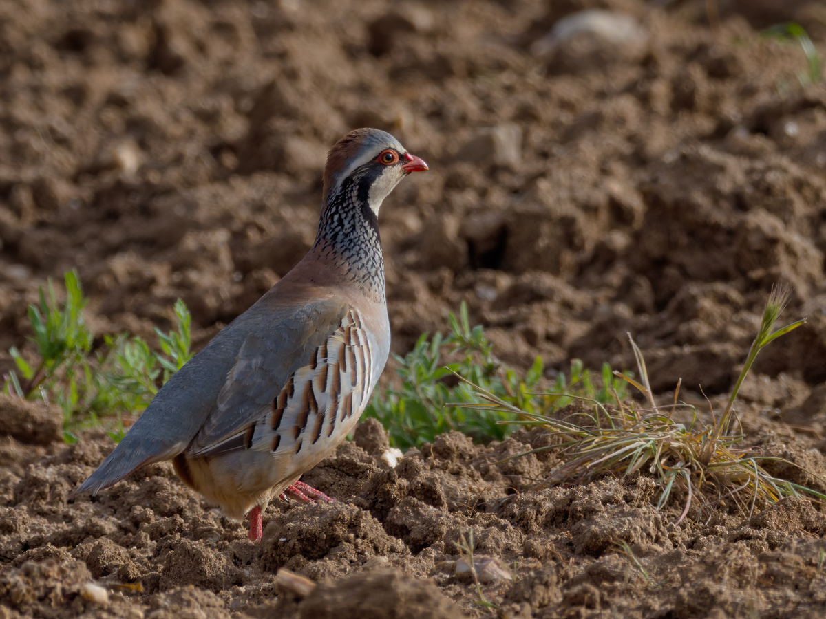 Red-legged Partridge - ML339750091