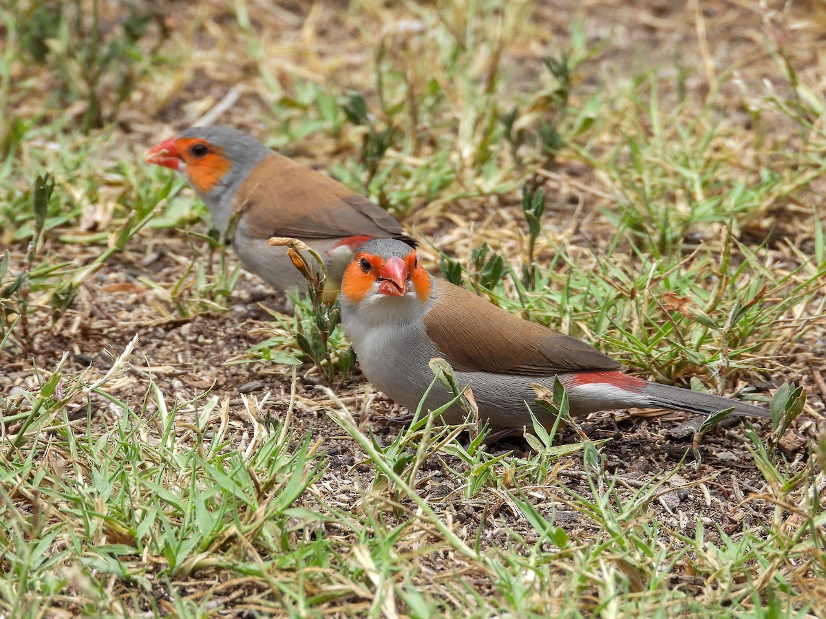 Orange-cheeked Waxbill - James Maley